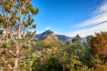 Copyspace of flowers, plants, and trees on a mountain in South Africa, Western Cape. Landscape view of beautiful vegetation and greenery on a hiking trail in a natural environment in summer