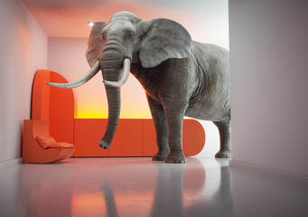 Elephant walking in the house interior.