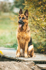 german shepherd dog in autumn park