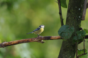 Mésange bleue (Cyanistes caeruleus)
Cyanistes caeruleus in its natural element
