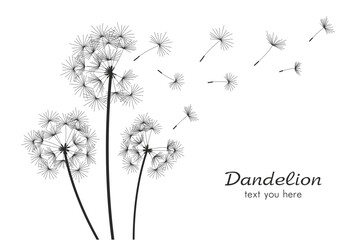 Three dandelions blowing in the wind. isolated on white background - obrazy, fototapety, plakaty