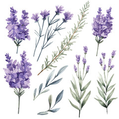 Obraz premium lavender flowers isolated on white