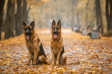 german shepherd dog in autumn park