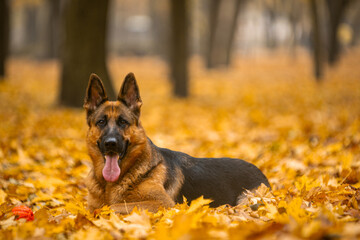 german shepherd dog in autumn park