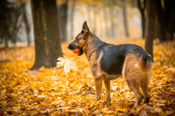 beautiful german shepherds in autumn park with yellow leaves
