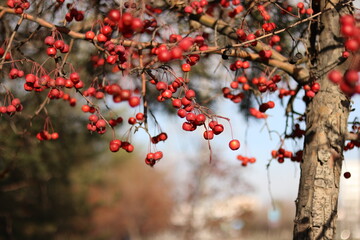 red autumn leaves