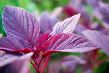 The red leaf amaranth plant adds a pop of color to any garden, with its vibrant red leaves standing out against the greener