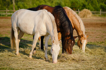 The herd of horses feeds on the fresh hay in the field, enjoying the warm summer day on the rural...
