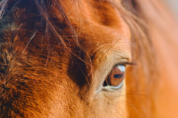 The close-up portrait of the brown horse showcases its majestic beauty in the sunset's soft light...