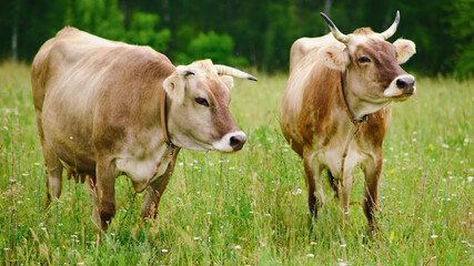 The scenic beauty of the grazing cows on the hillside reflects the harmony between nature and farming practices.