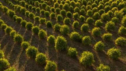 Aerial view of cultivated plants in rows in the Tuscan hills, Italy. Ideal as a background or...