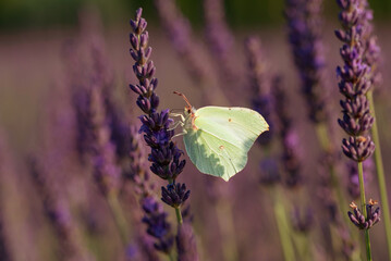 Motyl cytrynek siedzący na lawendzie  © Elżbieta Kaps