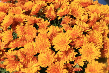 Blumen in prächtiger Farbe - 672372290