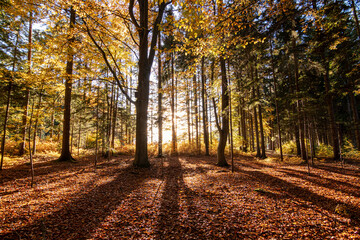 Obraz premium sunrays in the woods