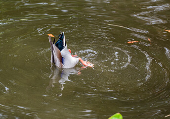 Mallard duck dives under the water.