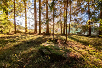 autumn in the woods in austria colors