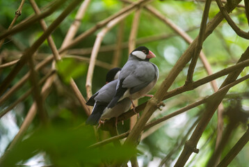 The Java sparrow bird sits on a twig in the forest.