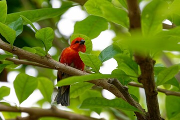 Fototapeta premium Tropical bird perched on a branch