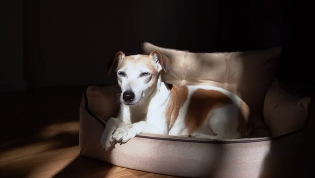 elderly senior gray-haired dog lies on beige sofa for pets, contrasting atmospheric romantic shadows from tree outside the window. Windy weather. cozy at home. Sleepy Jack Russell dog is tired, yawns