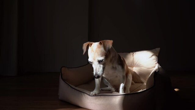atmospheric dark high contrast video footage with senior elderly white haired dog Jack Russell terrier on small pet sofa. Dramatic contrast shadows moving on dog face. Autumn windy outside