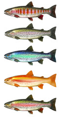Set albino amber lake trout. Rainbow trout fish side view illustration isolate realistic on white background silhouette. - 672376426