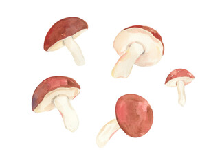 Watercolor mushrooms illustration. Clipart mushrooms.Fungi watercolor illustration.