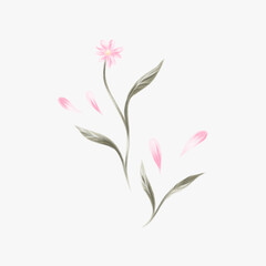 Beautiful and elegant pink flower isolated in a white background. 