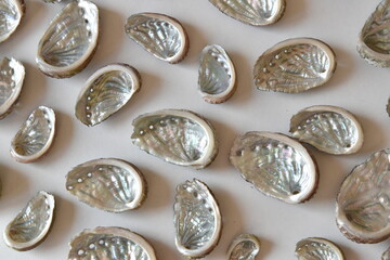 Collection of Iridescent Seashells