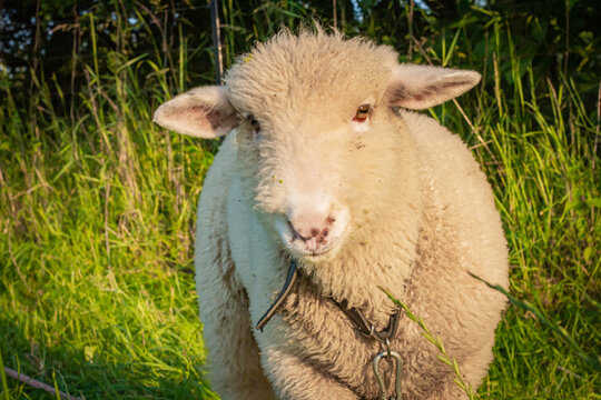 Baranek pasący się na łące | Lamb grazing in the grassland