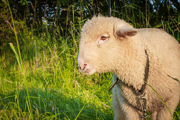 Baranek pasący się na łące | Lamb grazing in the grassland