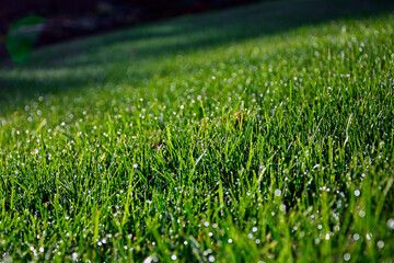 zielona trawa z poranną rosą w słońcu, green grass with morning dew in the sun, shiny dew...