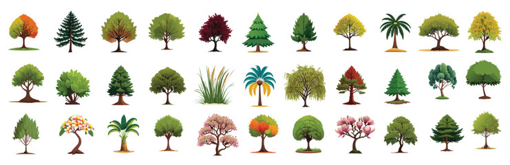 Collection of deciduous and evergreen forest plants isolated on white background. Botanical collection of bare trees and ones with leaves and lush crowns. Flat vector illustration on white background