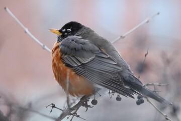 Close-up shot of a winter Robin roosting in a berry bush.