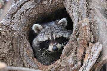 Close-up shot of a young raccoon in a Willow tree along the Don River in Toronto, Ontario