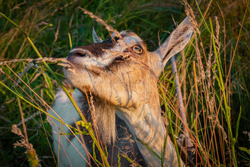 Koza pasąca się na łące ujęcie z bliska   Goat grazing in the meadow close up shot © Adrian White