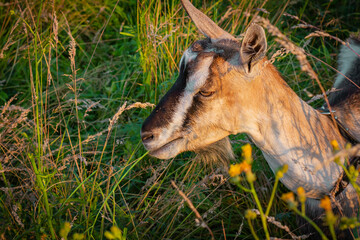 Koza pasąca się na łące ujęcie z bliska   Goat grazing in the meadow close up shot © Adrian White