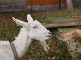 Obraz premium young goat on the meadow