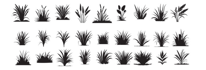 Stock vector illustration Set of silhouette of grass isolated on white background/Set of silhouette of grass isolated on white background/Stock vector illustration