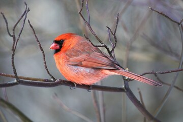 Vibrant Northern Cardinal perched on a tree branch