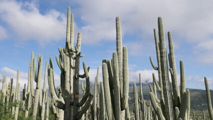 Paisaje de cactáceas, cactus de Zapotitlán Salinas 