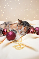 little tricolor cute kitten is tired and sleeps with Christmas decorations on the bed. beige pastel background with bokeh lights. copy space