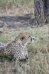 Naklejka na ściany i meble Guépard au Parc National du Serengeti - Tanzanie