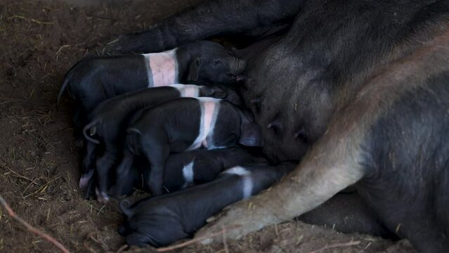 Krskopolje or Black Belted Female Pig with her little cubs. This is the only Slovenia Indigenous Breed of Pig - Here Mother feeding her little one week old Piglets in a Barn in Slovene Countryside