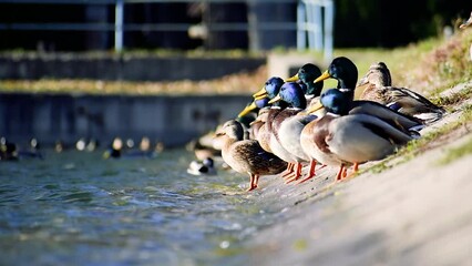 ducks bask in the sun on the shore of the lake and swim in the water