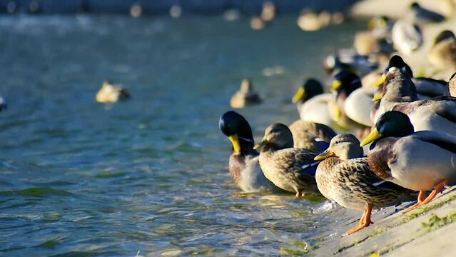 ducks bask in the sun on the shore of the lake and swim in the water