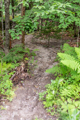 Fototapeta na wymiar curvy path in woods