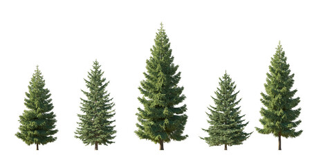 Set of spruce picea abies and pungens colorado blue green fir evergreen pinaceae needled tree isolated png medium and small on a transparent background perfectly cutout
 - obrazy, fototapety, plakaty