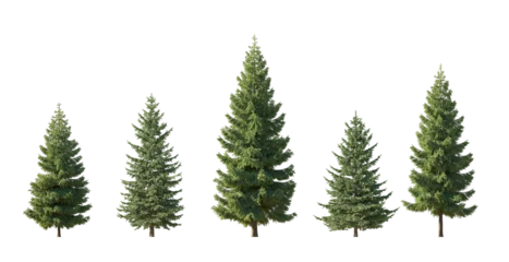 Fotobehang Set of spruce picea abies and pungens colorado blue green fir evergreen pinaceae needled tree isolated png medium and small on a transparent background perfectly cutout  © Roman