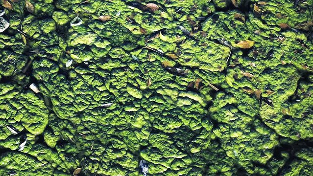 rotting algae, fallen leaves and debris formed a mottled green mass on the water