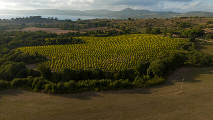 Aerial view of cultivated plants in rows near Lake Bracciano, Italy.